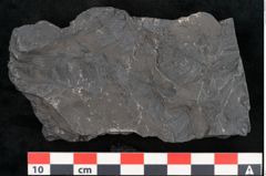 Foto (Detailansicht) von Callipteris sp.  (NHMW-GEO-2024-0188-10919)